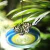 Photos: Beautiful Butterflies Fluttering In The Museum of Natural History